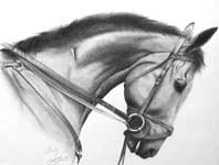 Horse Pet Portraits
