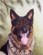 Pet Portraits