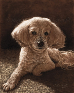 Maltese mix final portrait step on the easel
