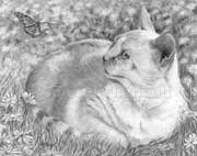 Cat Pet Portraits