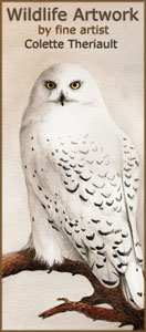 Wildlife Art by Colette Theriault