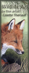 Wildlife Art by Colette Theriault